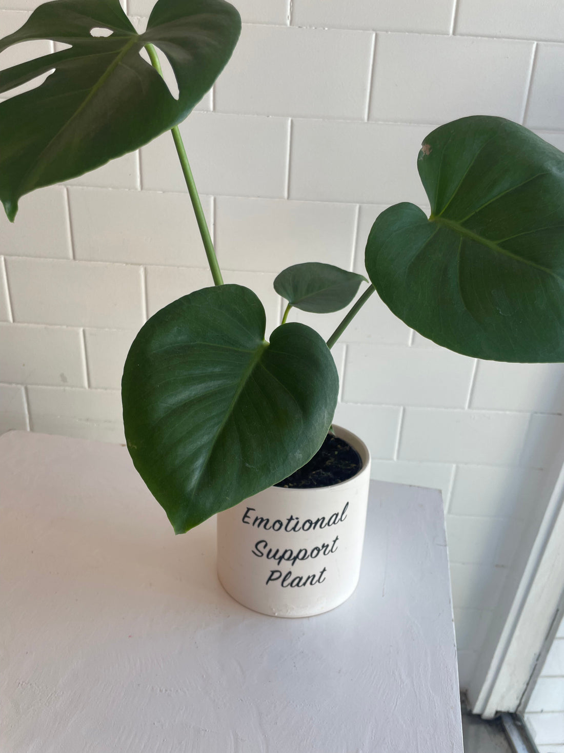 Buy Him Flowers (Or a Plant): Men's Mental Health Month and the Emotional Support Plant