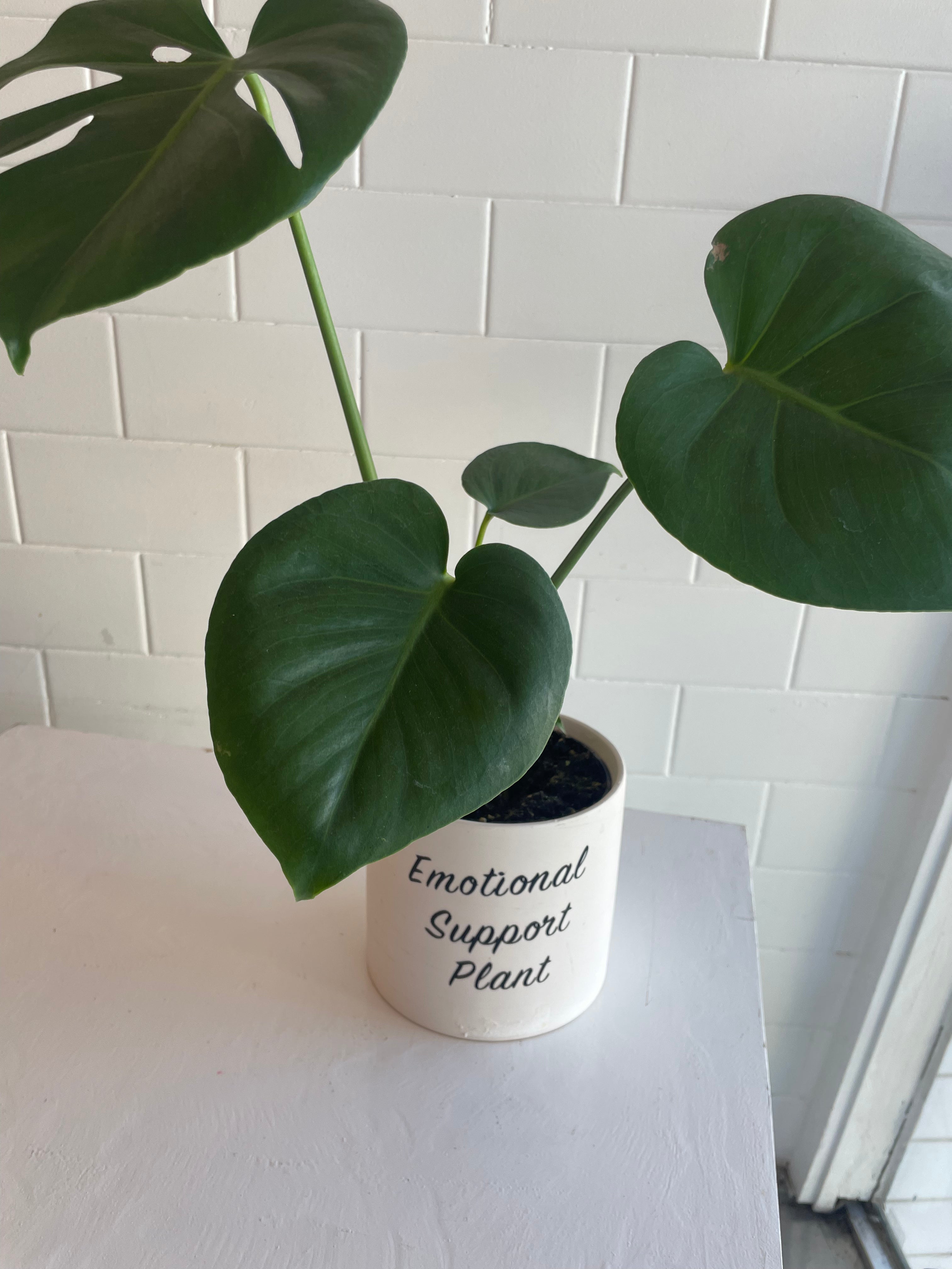Buy Him Flowers (Or a Plant): Men's Mental Health Month and the Emotional Support Plant