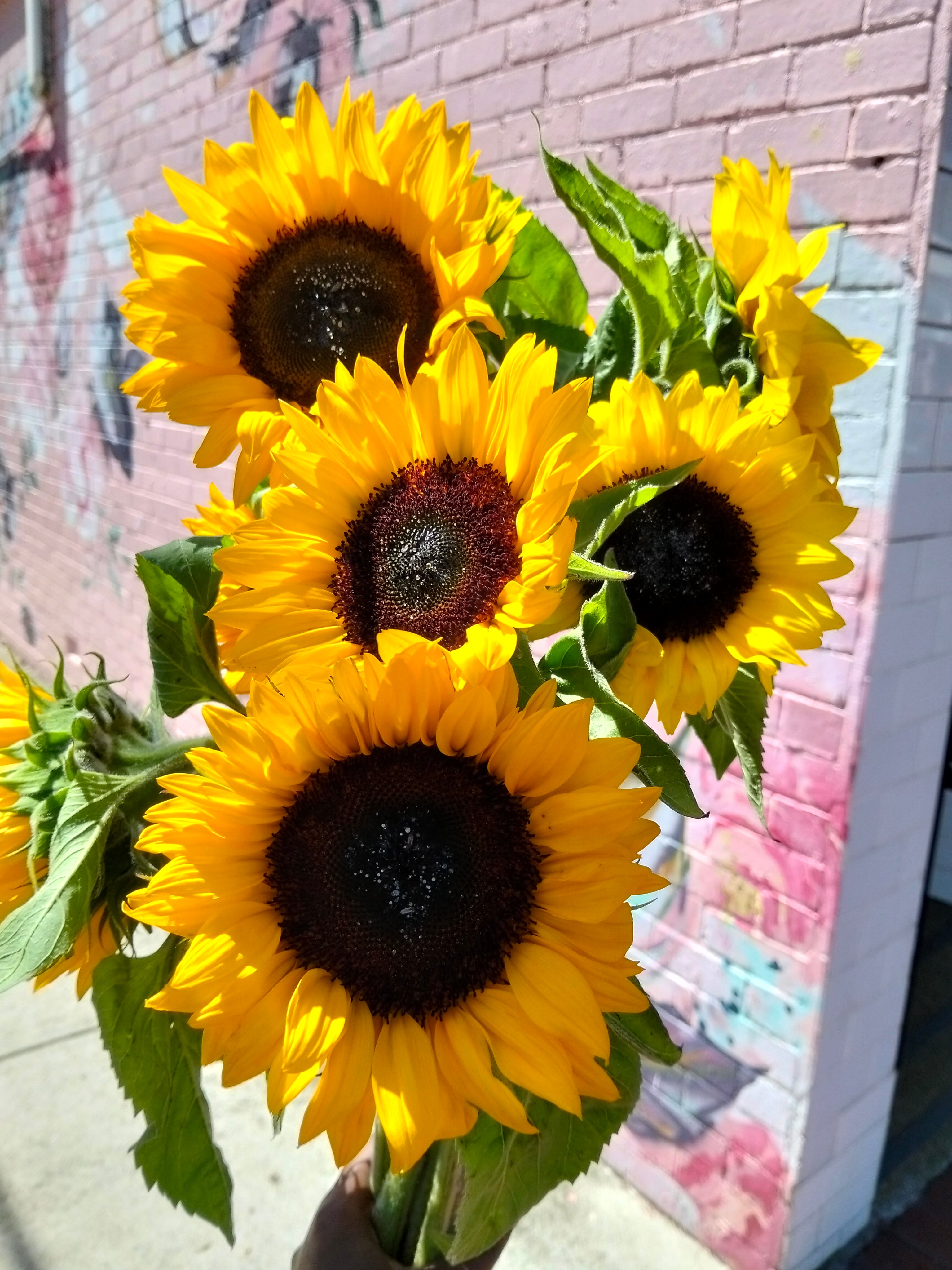 Sunflowers