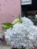Hydrangea Bunch