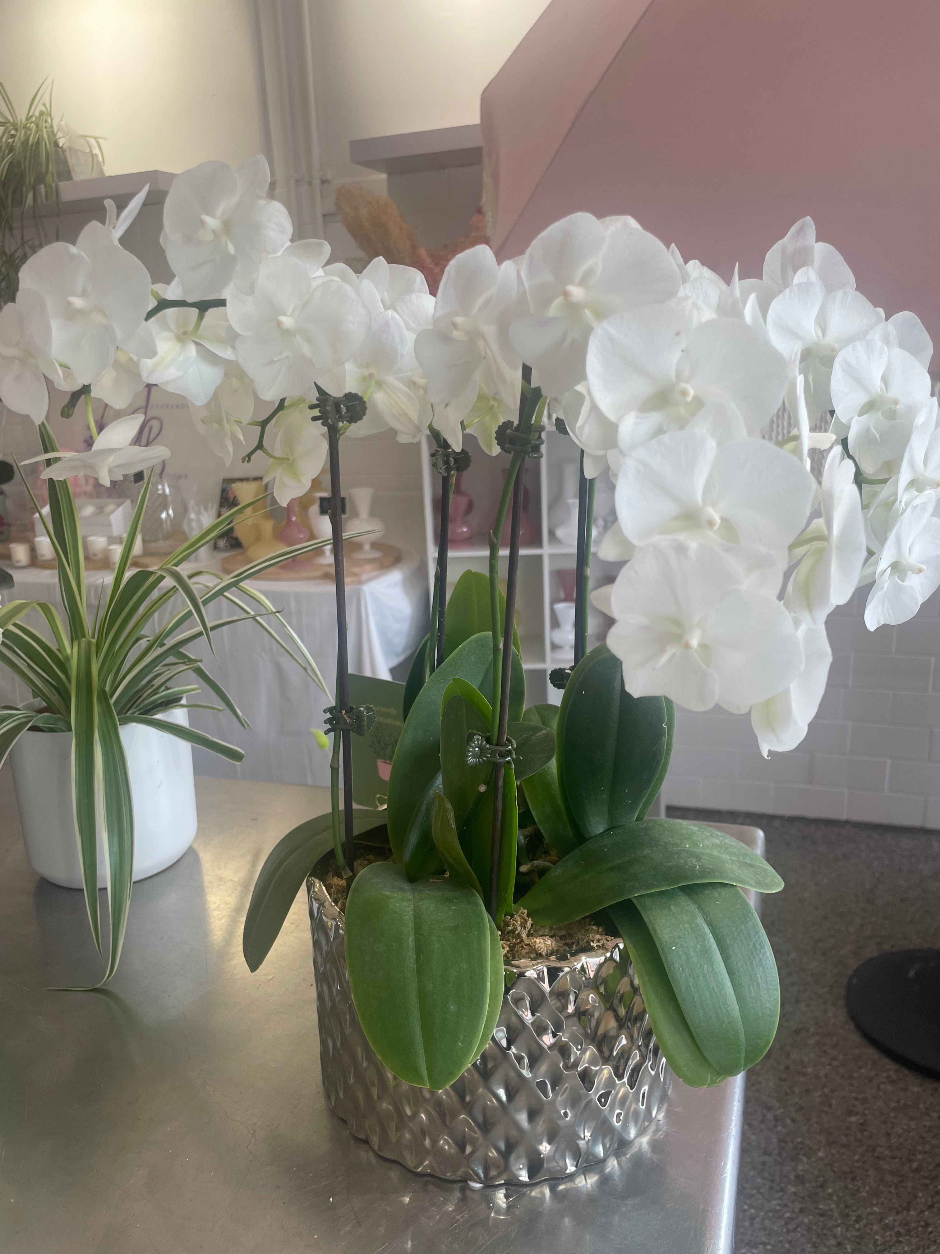 Orchid Oasis