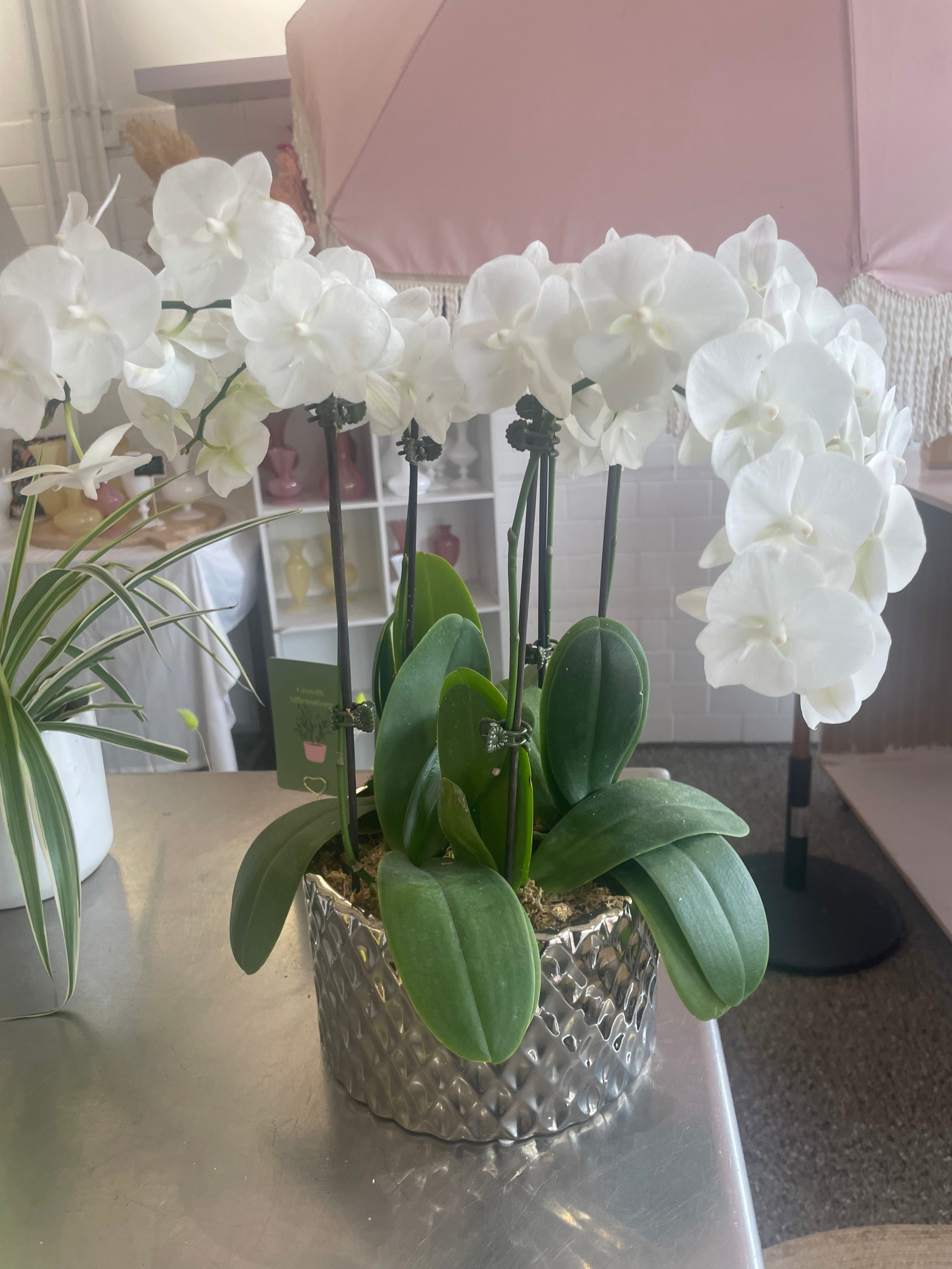 Orchid Oasis