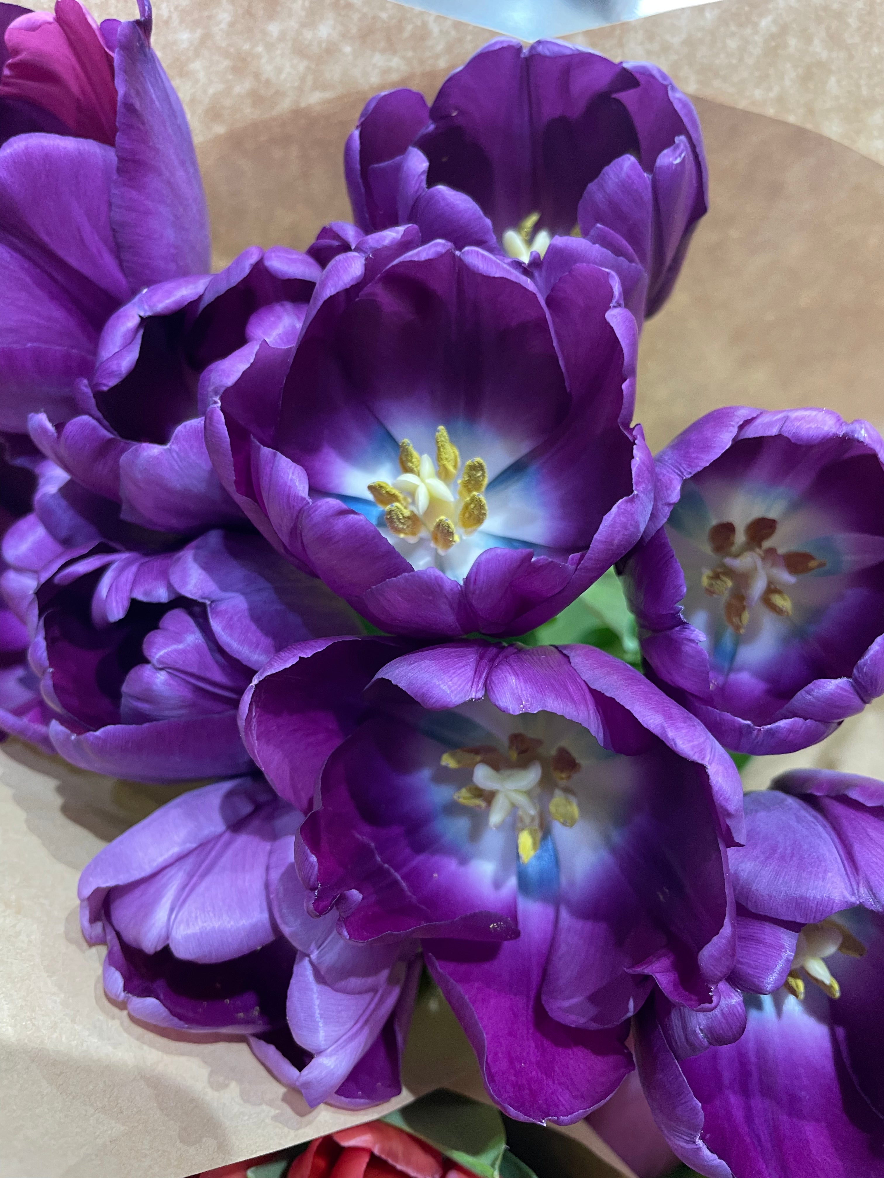 Tulip Bouquet | Jacaranda Blooms