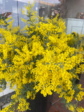 Wattle Bunch Melbourne
