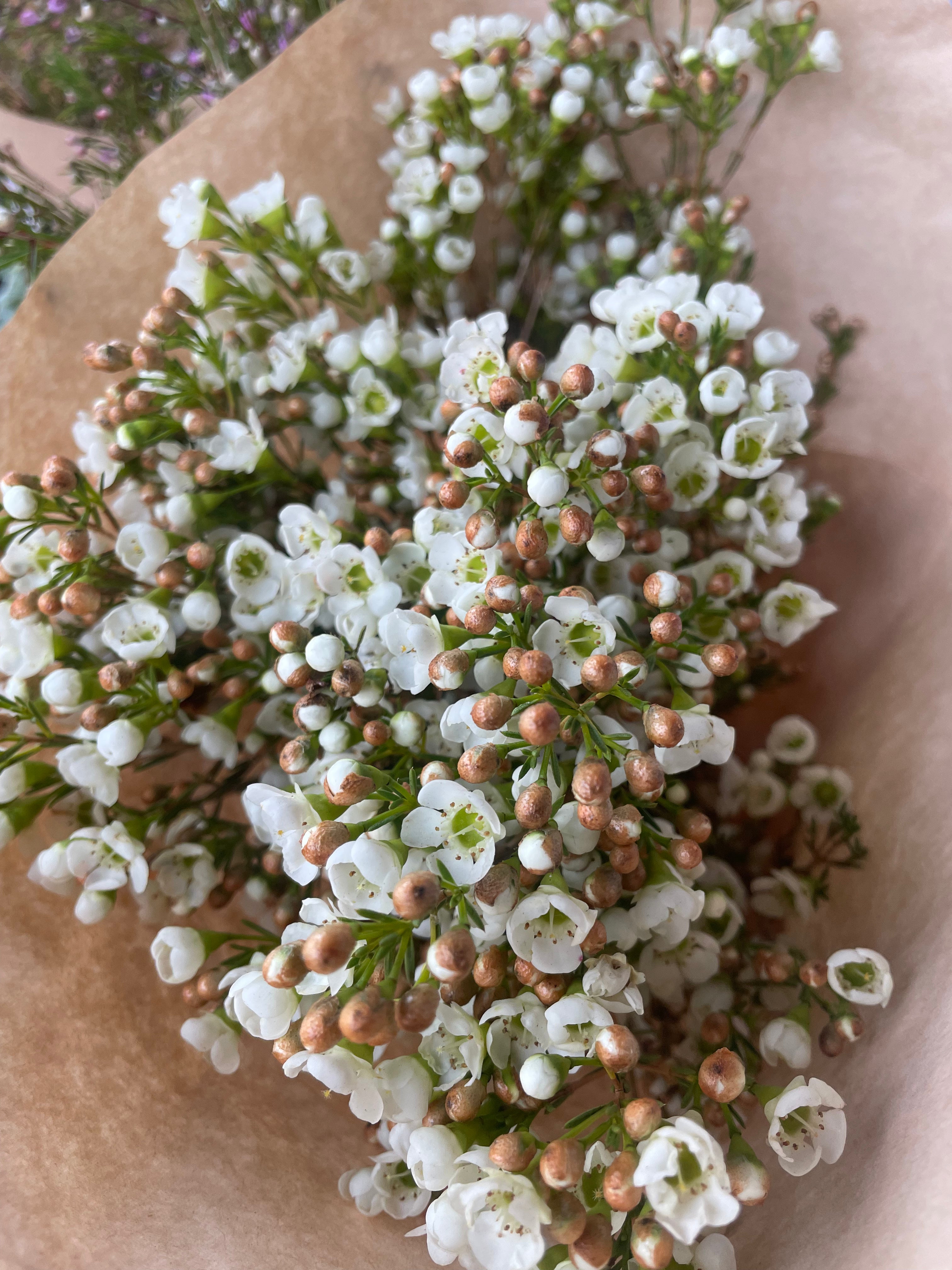 Waxflower Bunch Melbourne