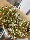 Waxflower Bunch Melbourne
