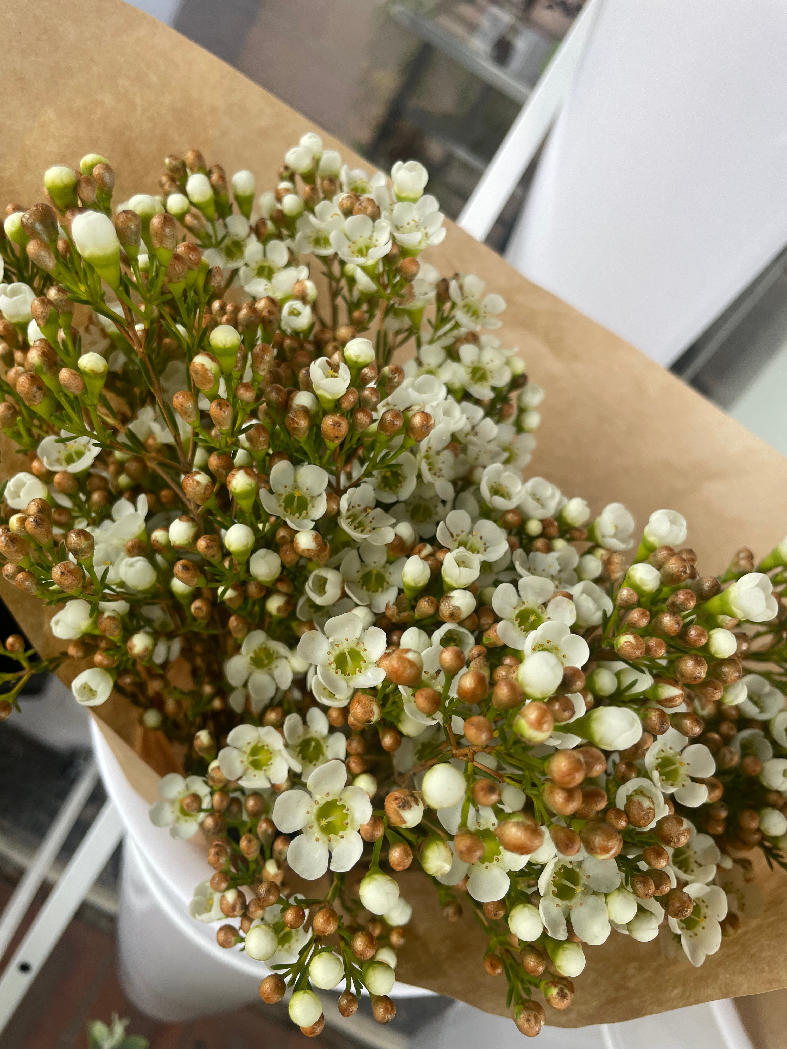 Waxflower Bunch Melbourne